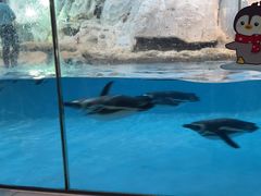 -帝企鹅自助餐厅•儿童岛•真企鹅(长隆企鹅酒店)