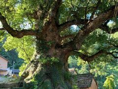 -杨家堂村