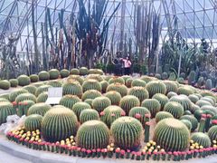 -深圳仙湖植物园