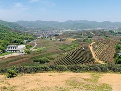 -龙坞茶村