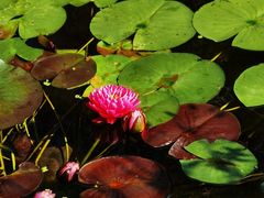 -国家植物园南园