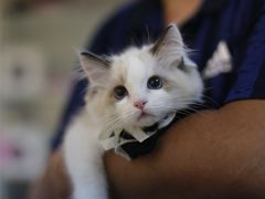-lincat·猫舍(广州店)