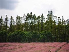 -嘉北郊野公园