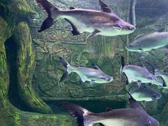 -海合安武汉极地海洋公园