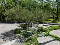 -合肥滨湖国家森林公园