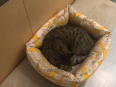 -瑞派雷欧宠物医院·中兽医·眼科·急重症转诊中心(黄台店)