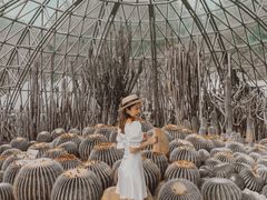 -深圳仙湖植物园-停车场