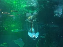 -海合安成都极地海洋公园
