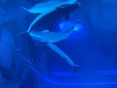 -亚特兰蒂斯•OSSIANO奥西亚诺海底餐厅