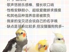 -爱侣宠医·鹦鹉专科·小型哺乳类·异宠专科(灵石路店)