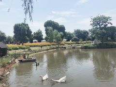 -鹅湖玫瑰文化园