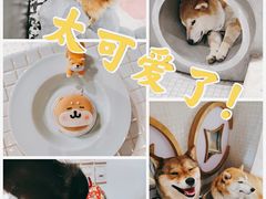-柴务处·柴犬主题狗咖