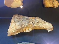 -北京周口店北京人遗址博物馆