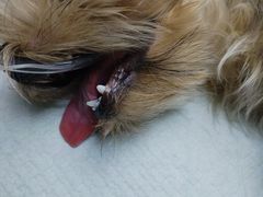 -博特宠物医院24h犬猫全科.骨科·异宠