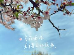 -高东镇樱花园