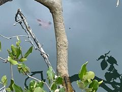 -北海金海湾红树林生态旅游区