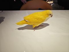 -嘉宴·精致客家菜