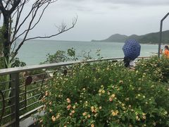-杨梅坑