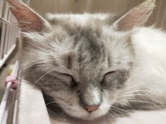 -藏猫猫咖啡主题馆(中央大道店)