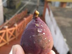 -枸杞岛
