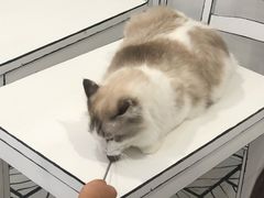 -白夜2D咖啡馆