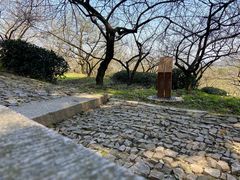 -香雪海