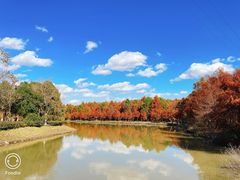 -上海海湾国家森林公园