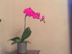 -薛新颖红豆饼(中式甜点山师店)