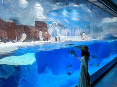 -海合安成都极地海洋公园