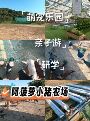 -阿菠萝小猪农场·萌宠乐园·亲子游·研学