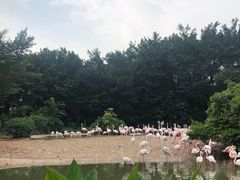 -广州长隆飞鸟乐园