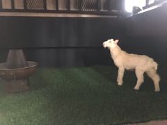 -老北京涮羊肉(航东路店)