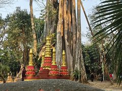 -瑞丽独树成林风景区