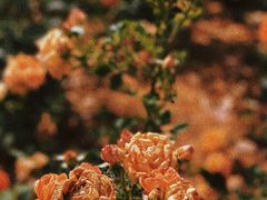 -三圣花乡旅游区