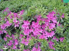 景点-湖南烈士公园(芙蓉区)