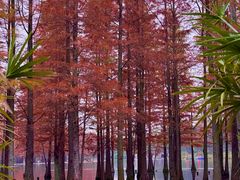 -白鹭湾湿地公园