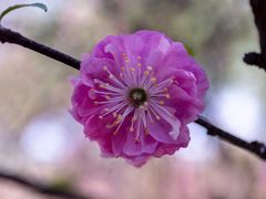 -桃花堤公园