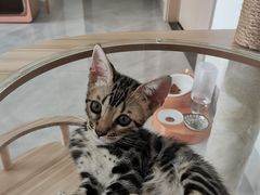-瑞派康怡24h宠物医院·犬猫医疗中心·微创绝育(瑞景分院)