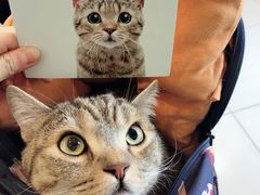 -纳吉亚猫专科动物医院博雅分院
