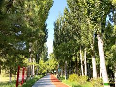 -大兴滨河森林公园