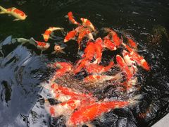-华庭苑农家乐(旺山店)