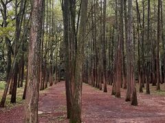-杭州植物园
