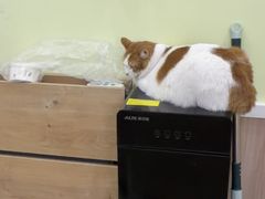 -瑞鹏宠物医院·宠保定点·心脏科·内科(御桥分院)