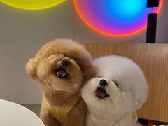 -萌宠之家·腊肠犬·马尔泰·小体犬舍