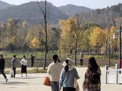 -千年银杏谷文化旅游区
