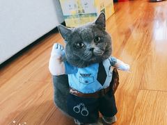 -美联众合宠物医院·爱萌分院·内外科·猫科中心