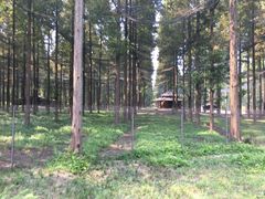 -黄海国家森林公园