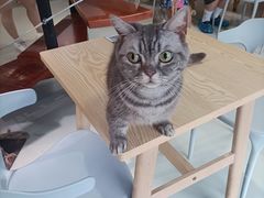 -豆逗聊愈猫阁Easy Life