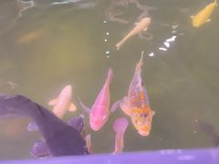 -正佳雨林生态植物园