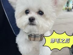 -唐小姐の猫狗洗护·购宠旗舰店(周浦万达店)